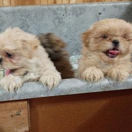 Boy 1 - White male Shih Tzu puppy in Austin, Minnesota from Bearpaw Shih Tzus