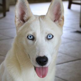 Siberian Huskies from Carmona Kennels