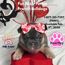 Heartley - Tricolors female French Bulldog puppy in Michigan from Fur Baby Farms