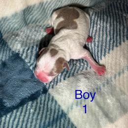 Boy 1 - Lilac male Boston Terrier puppy in Charleston, West Virginia from Mountain Momma Bostons