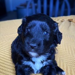 Aussiedoodles and Miniature Australian Shepherds from K-H Cross Mini Aussies