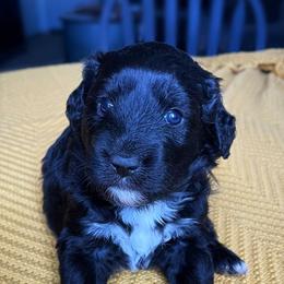 Aussiedoodles and Miniature Australian Shepherds from K-H Cross Mini Aussies