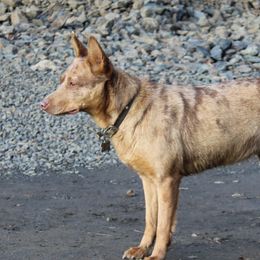 Juniper - Australian Cattle Dog