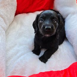 Dex - Black male Dachshund puppy in Anniston, Alabama from Mini Dachshund Loves