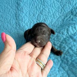 Jupiter, Brown abstract - Brown male Poodle puppy in Winter Haven, Florida from Herdez’s Poodles