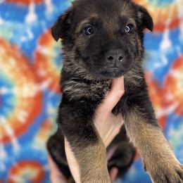 German Shepherd Puppies from K&D German Shepherds