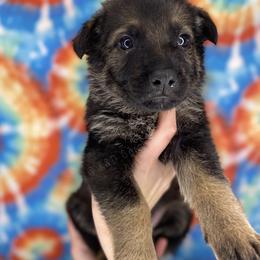 German Shepherd Puppies from K&D German Shepherds