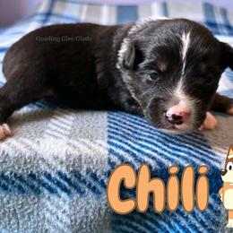 Chili - Black tri female Miniature American Shepherd puppy in Millington, Tennessee from Goading Glee Glade