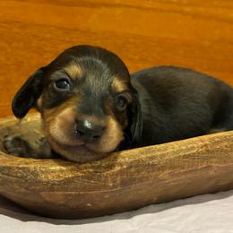Weasel - Wild boar male Dachshund puppy in Dobson, North Carolina from Oakleys Dachshund Haven