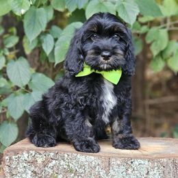 Evan - Black and tan male Cockapoo puppy in Louisburg, North Carolina from Raven Oak's Mini Cockapoos