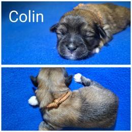 Colin - Red male Lhasa Apso puppy in Cincinnati, Ohio from Shangri-La Lhasa Apsos