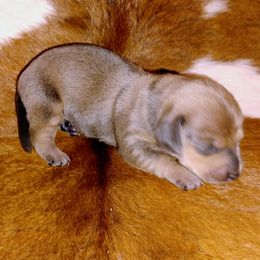 Dachshund Puppies from Bonner Miniature dachshunds