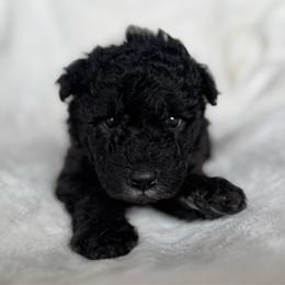 Purple Girl - Black female Pumi puppy in Fife Lake, Michigan from Nixie Kennels