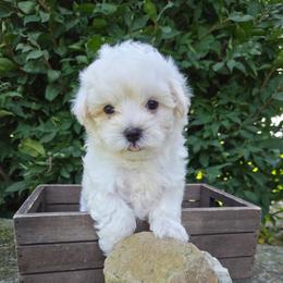 Dutton - White male Maltese puppy in Monticello, Iowa from Ashley’s Puppies