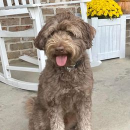 Aussiedoodle Puppies from A Dose Of Doodle