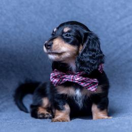 Dachshund Puppies from Creme de la Creme Dachshunds