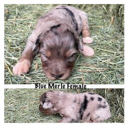 Girl 3 - Australian Shepherd puppy in Otis, Oregon from Heritage Hill Aussies