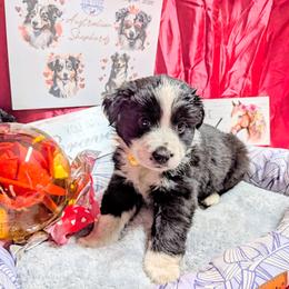 Selene - Black & white female Australian Shepherd puppy in Citra, Florida from AEW Farm