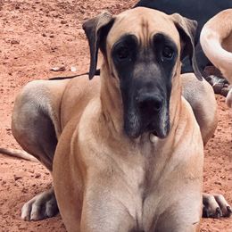 Winnie - Great Dane