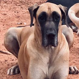 Winnie - Great Dane