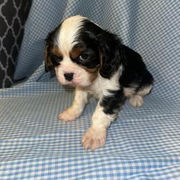 Oreo - Tri-color male Cavalier King Charles Spaniel puppy in Broken Arrow, Oklahoma from Cavalier King Charles Heartland