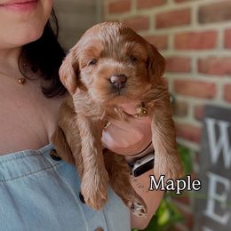 Maple - Red female Cockapoo puppy in Denver, Pennsylvania from Greenview Puppies