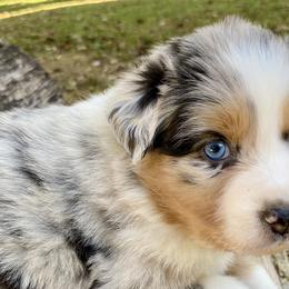 Australian Shepherds from Scooters Aussies