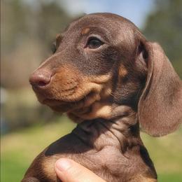 Sadie - Chocolate and tan female Dachshund puppy in Mountain Grove, Missouri from Blueprint K9 Dachshunds- www.BlueprintK9.com