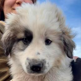 Valentino- blue - Badger male Colorado Mountain Dog puppy in Cotopaxi, Colorado from Once Upon A Moose (OUM)