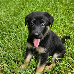 Gitta - Black and tan female German Shepherd puppy in Conroe, Texas from Aus der Asche German Shepherds