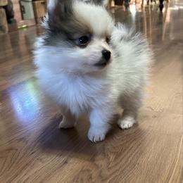 Dawn - Cream sable parti male Pomeranian puppy in Clinton, Tennessee from Liza’s Aussies & Poms