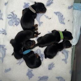 Freya's litter - Black and gold male Yorkshire Terrier puppy in Selmer, Tennessee from Mountain Magic Yorkies