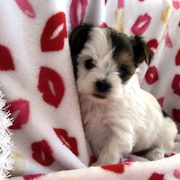 Morkies and Yorkshire Terriers from Supreme Pups