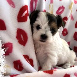 Morkies and Yorkshire Terriers from Supreme Pups