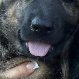 Jax2 - Sable male German Shepherd puppy in Surprise, Arizona from Vom Wustefeuer German Shepherds