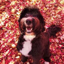 Akira - Bernedoodle