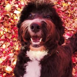 Akira - Bernedoodle
