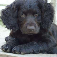Boykin Spaniels from Cedarway Boykins