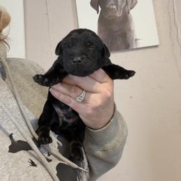 Wegovy - Black male Labrador Retriever puppy in South Lyon, Michigan from Matoskah Meadows Labradors