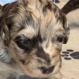 Gabby - Chocolate merle female Bernedoodle puppy in Williston, Florida from Tera Caldwell