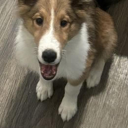 Fred - Shetland Sheepdog puppy from Nancy Barger's Siberian Huskies