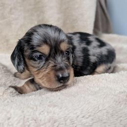 AKC Black and Tan Dapple Girl 1 - Dapple female Dachshund puppy in Choctaw, Oklahoma from TS Performance Horses & Dachshunds