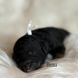 Beau - Phantom male Poodle puppy in Waco, Texas from Poodle Paradise