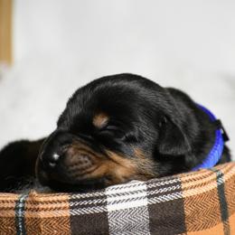 Boy 6 - Black and rust male Doberman Pinscher puppy in Overton, Texas from Obsidian Kennel