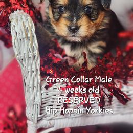Yorkshire Terrier Puppies from Hip Hoppin Yorkies