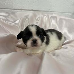 Pekingese All Grown Up from Sweet Pekes