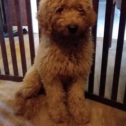 Red - Apricot male Australian Labradoodle puppy in Morristown, New Jersey from English Manor Labradoodles