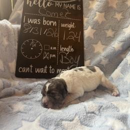 Comet - Merle male Saint Berdoodle puppy in Traverse City, Michigan from Bare Paws Saint Berdoodles
