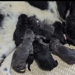Black male 1 - Black male Newfoundland puppy in Burfordville, Missouri from Umfleet Farms