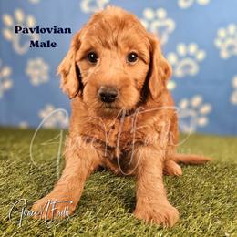 Pavlovian - Red  male Goldendoodle puppy in Peyton, Colorado from Grace N Faith Doodles